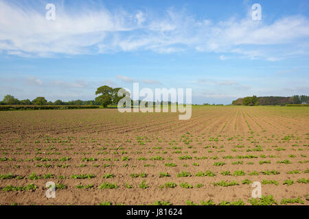 ein Yorkshire Kartoffelfeld mit jungen grünen Pflanzen Wälder und Hecken bei blau bewölktem Himmel im Frühling Stockfoto