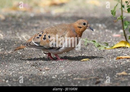 eared Taube (Zenaida Auriculata) Erwachsenen zu Fuß auf den Schatten des Baumes auf kurzen Vegetation, Barbados Stockfoto