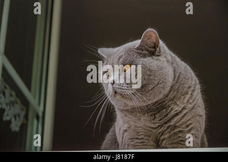 Die Chartreux ist zum ersten Mal im Jahre 1558 durch Joachim Du Bellay in einem Gedicht mit dem Titel Vers Français Sur la Mort d ' un petit Chat erwähnt. Stockfoto