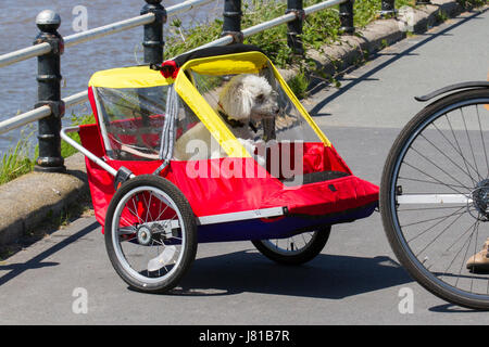 Hund im Fahrradanhänger in Lytham St Annes on Sea, Lancashire. Wetter in Großbritannien. 26th Mai 2017. Die Hitzewelle setzt sich an der Fylde-Küste fort. Hunde Hund Kinderwagen Fahrradanhänger erhalten einen willkommenen Lift bei den hohen Temperaturen. Stockfoto