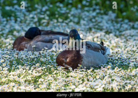 Ellesmere, Shropshire, UK. 26. Mai 2017. Großbritannien Wetter. Stockente Enten Rest unter die Gänseblümchen auf Ellesmere, Shropshire, wo Temperaturen auf 27 Grad Celsius. Bildnachweis: John Eveson/Alamy Live-Nachrichten Stockfoto