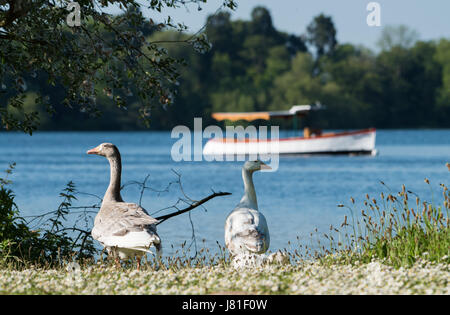 Ellesmere, Shropshire, UK. 26. Mai 2017. Großbritannien Wetter. Gänse auf Ellesmere, Shropshire, wo Temperaturen auf 27 Grad Celsius. Bildnachweis: John Eveson/Alamy Live-Nachrichten Stockfoto