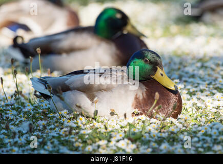 Ellesmere, Shropshire, UK. 26. Mai 2017. Großbritannien Wetter. Stockente Enten Rest unter die Gänseblümchen auf Ellesmere, Shropshire, wo Temperaturen auf 27 Grad Celsius. Bildnachweis: John Eveson/Alamy Live-Nachrichten Stockfoto