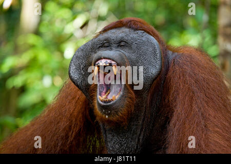 Dominante männliche Orang-Utan-Gähne. Indonesien. Die Insel Kalimantan (Borneo). Stockfoto