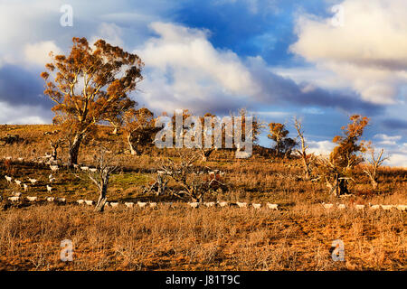 Eine Horde von Merino Wolle Schafbeweidung in Hügel Landwirtschaft Bauernhof in Thredbo Tal der Snowy Mountains im trockenen und kühlen Winter. Stockfoto