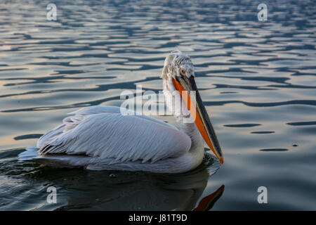 Krauskopfpelikan (Pelecanus Crispus) schossen bei Sonnenaufgang auf See Kerkini in Griechenland Stockfoto