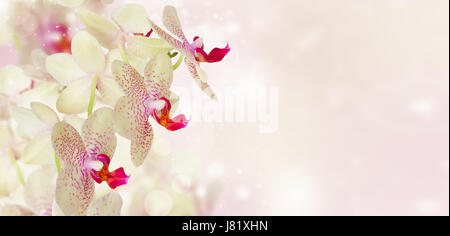 Rosa Orchidee blüht hautnah auf defokussierten Hintergrund banner Stockfoto