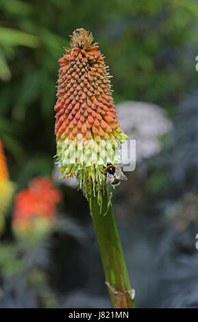 Nahaufnahme einer Biene auf einer Kniphofia Timothy Blume in einem South London-Garten. Auch bekannt als Red Hot Poker. Stockfoto