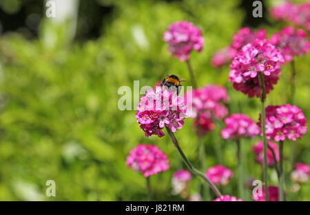 Eine Biene sammelt Pollen auf eine Armada Rose Pflanze (Armeria Maritima) in einem südlichen Garten London, UK Stockfoto