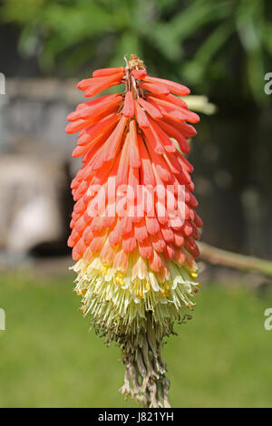 Nahaufnahme einer Kniphofia Timothy Blume in einem South London-Garten. Auch bekannt als Red Hot Poker hat die Pflanze auffällig orange und gelbe Blüten. Stockfoto