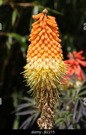 Nahaufnahme einer Kniphofia Timothy Blume in einem South London-Garten. Auch bekannt als Red Hot Poker hat die Pflanze auffällig orange und gelbe Blüten. Stockfoto