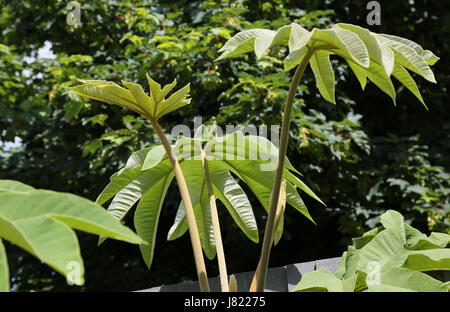 Eine vier Jahre alte Tetrapanax Papyrifer Pflanze abgebildet in einem südlichen Garten London, UK. Heimisch in Taiwan, wird dieser tropischen Pflanze in Großbritannien populär Stockfoto