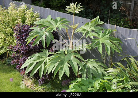 Eine vier Jahre alte Tetrapanax Papyrifer Pflanze abgebildet in einem südlichen Garten London, UK. Heimisch in Taiwan, wird dieser tropischen Pflanze in Großbritannien populär Stockfoto