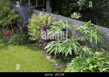 Eine vier Jahre alte Tetrapanax Papyrifer Pflanze abgebildet in einem südlichen Garten London, UK. Heimisch in Taiwan, wird dieser tropischen Pflanze in Großbritannien populär Stockfoto