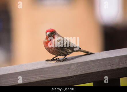 Ein rotes Haus Fink genommen in Santa Fe, NM Stockfoto