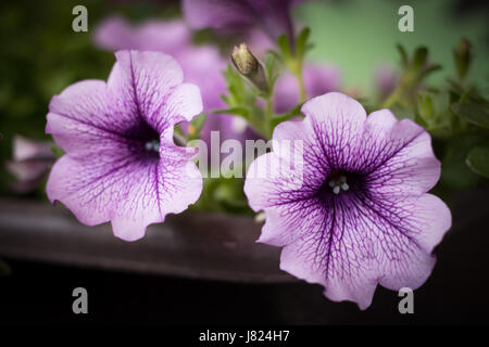 Violette Tagtraum Stockfoto