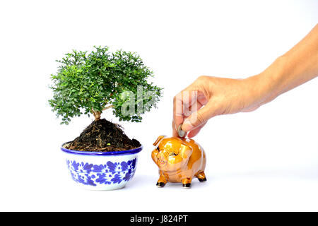 Hand der Leute holding Münze und Tropfen in das Sparschwein neben Blumentopf und grüne Pflanze auf weißem Hintergrund isolieren Stockfoto