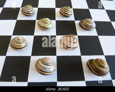 Mehrere Streifen Schneckenhäuser auf einem schwarzen und weißen Schachbrett-Board angezeigt. Im Quadrat auf. Stockfoto