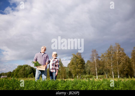 Älteres Paar mit Box Kommissionierung Karotten auf Bauernhof Stockfoto