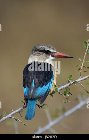 Braun mit Kapuze Kingfisher thront auf Zweig Stockfoto