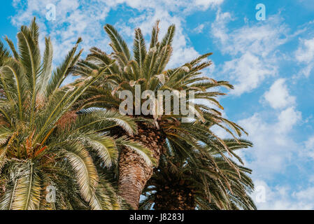 Kanarische Dattelpalme "Phoenix Canariensis" Stockfoto
