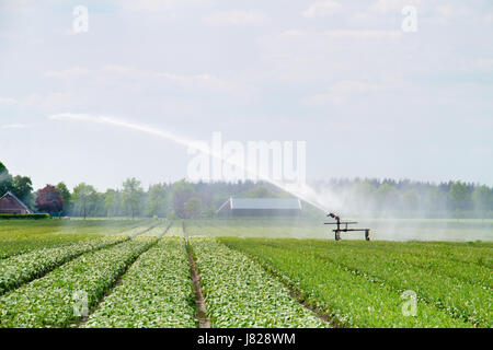 Sprühwasser über ein Feld mit Lilien im Sommer Stockfoto