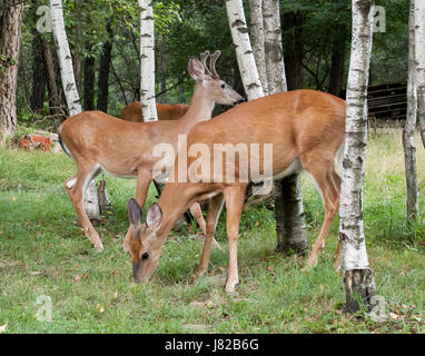 Hirsch Whitetail Buck & Doe Stockfoto