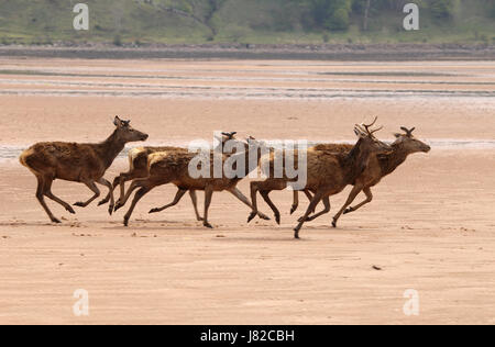 Eine Gruppe von jungen roten Hirsche laufen über den Strand in Applecross Bay, Wester Ross, schottischen Highlands, UK. Stockfoto