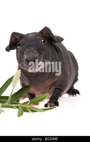 isolierte Tier Haustier Säugetier haarlose Schnurrhaare Meerschweinchen in der Nähe schöne Stockfoto