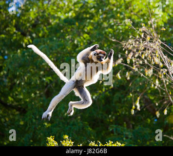 Tanzen Sifaka Verreaux's Sifaka (Propithecus verreauxi) springt. Madagaskar. Berenti Nationalpark Stockfoto