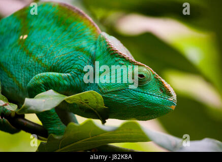 Chamäleon sitzt auf einem Ast. Madagaskar. Nahaufnahme. Stockfoto