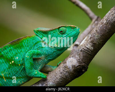 Chamäleon sitzt auf einem Ast. Madagaskar. Nahaufnahme. Stockfoto