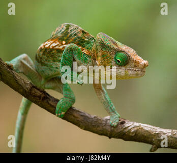 Chamäleon sitzt auf einem Ast. Madagaskar. Nahaufnahme. Stockfoto