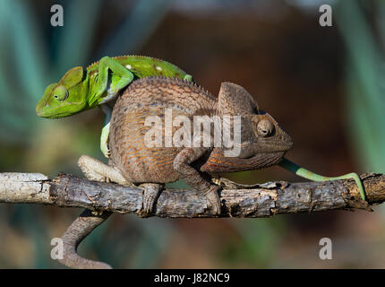 Zwei verschiedene Farben des Chamäleons sitzen auf einem Ast. Madagaskar. Stockfoto