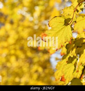 Blätter im Herbst. Natürliche saisonale farbigen Hintergrund Stockfoto