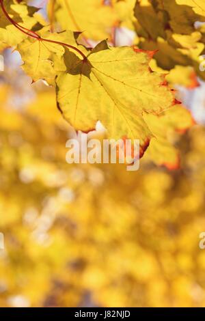 Blätter im Herbst. Natürliche saisonale farbigen Hintergrund Stockfoto