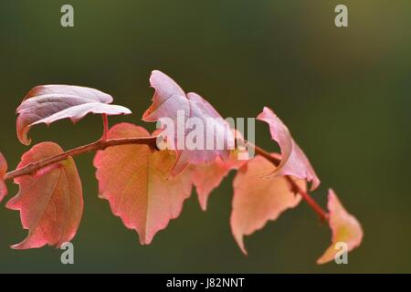 Herbst Natur-Konzept. Schönen Herbst Dekorationen. Blätter im Herbst. Natürliche saisonale farbigen Hintergrund. Buntes Laub im Park. Stockfoto