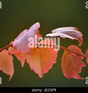 Herbst Natur-Konzept. Schönen Herbst Dekorationen. Blätter im Herbst. Natürliche saisonale farbigen Hintergrund. Buntes Laub im Park. Stockfoto