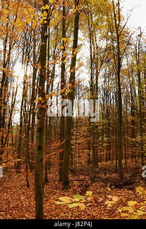 Blätter im Herbst. Natürliche saisonale farbigen Hintergrund Stockfoto