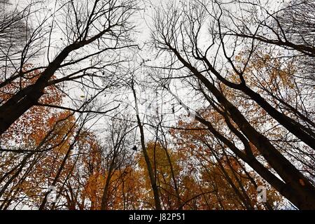 Blätter im Herbst. Natürliche saisonale farbigen Hintergrund Stockfoto