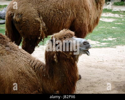 Doppelte Buckel Kamel (Camelus Bactrianus) Stockfoto