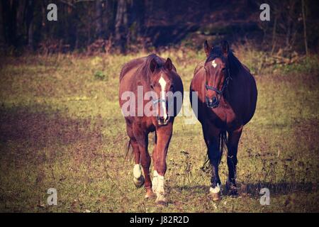 Schöne Pferde weiden frei in der Natur. Stockfoto