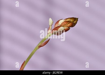 Makro Nahaufnahme von Juwel Orchidee (Ludisia verfärben) Stockfoto