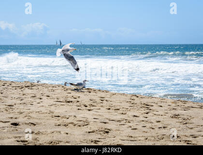 Möwen fliegen in Venice Beach Stockfoto