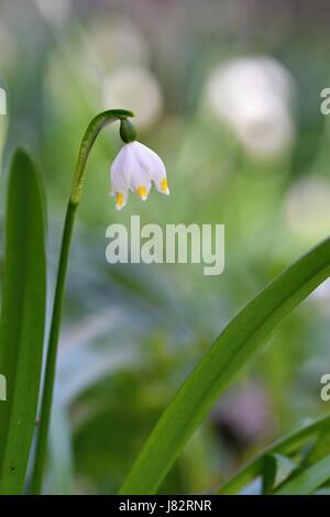 Schöne Schneeflocken Frühlingsblumen blühen. (Leucojum Vernum Carpaticum) Stockfoto