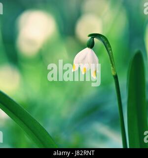 Schöne Schneeflocken Frühlingsblumen blühen. (Leucojum Vernum Carpaticum) Stockfoto