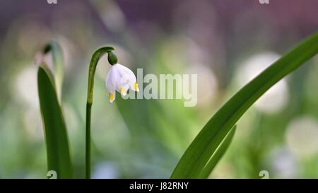 Schöne Schneeflocken Frühlingsblumen blühen. (Leucojum Vernum Carpaticum) Stockfoto