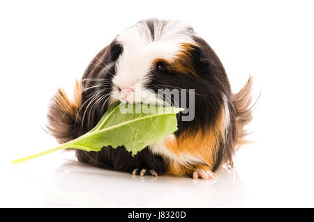 isolierte Tier Haustier Schnurrhaare zum Verrücktwerden pert kokett niedliche Meerschweinchen weiß Stockfoto