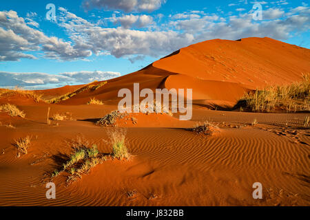 Wüste Rasen und Sand dune Stockfoto