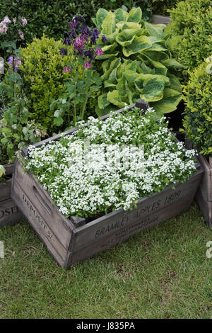 Lobularia Maritima. Alyssum Sweet / Sweet Alison Blumen auf einer Holzkiste bei einer Spring Flower Show. UK Stockfoto